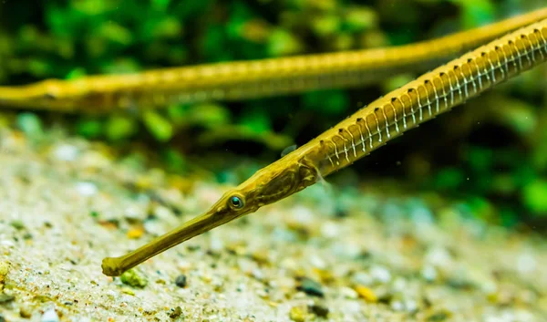 Close-up do rosto de um asiático longsnouted rio pipefish, tropical peixe espécie a partir dos rios da Ásia — Fotografia de Stock