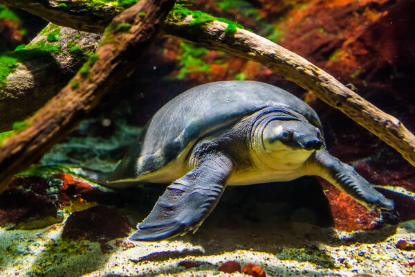 beautiful closeup of a pig nosed turtle swimming underwater, Endangered animal specie from Australia