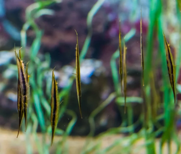 一緒に泳ぐザリガニの群れインド太平洋の人気の水族館のペット — ストック写真