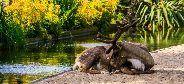 미국에서 서식하는 연약 한 동물들 이 물가에 앉아 있는 순록의 모습을 클로즈업 한 사진 — 스톡 사진