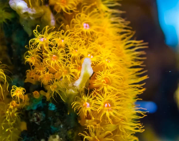 Close-up de amarelo zoantharia mar anêmonas em macro close-up, fundo da vida marinha — Fotografia de Stock