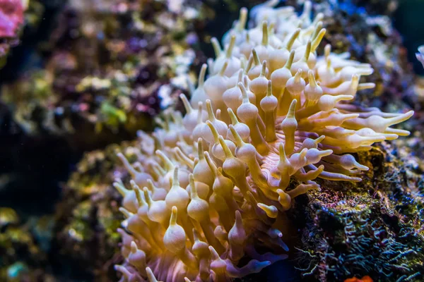 Close-up de um tentáculo bulbo mar anêmona, espécie invertebrado popular do oceano indo-pacífico, fundo da vida marinha — Fotografia de Stock