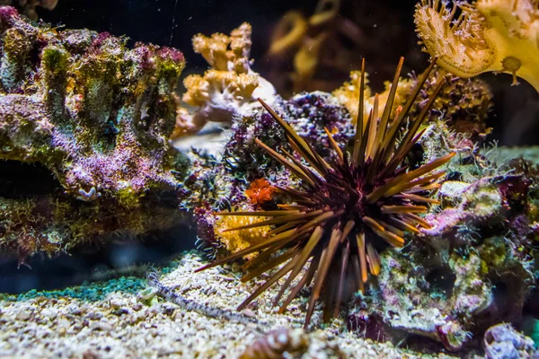 Gros plan d'un oursin rouge posé au fond, espèce animale tropicale de l'océan Pacifique — Photo