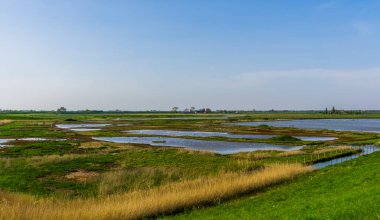 Hollanda, Zeeland 'in popüler kasabası Tholen' de doğa rezerv schakerloopolder