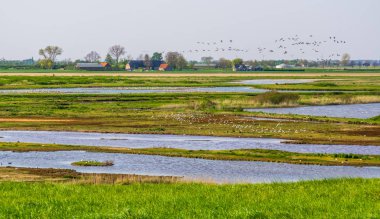 Schakerloopolder birçok kuş ve kırsal binalarla dolu, Zeeland kırsalında, Hollanda 'da