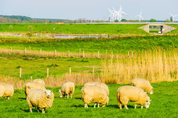 在Tholen市的Shakerloopolder牧场放羊，在Zeeland的乡村景观，在Netherlands放羊 — 图库照片