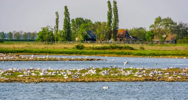 Μεγάλο σμήνος γλάρων και αγροτικών κτιρίων στο schakerloopolder Tholen, Nature reserve of Zeeland, Κάτω Χώρες — Φωτογραφία Αρχείου