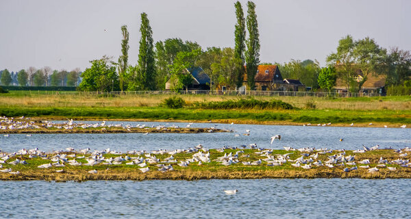 large flock of seagulls and rural buildings at the schakerloopolder of Tholen, Nature reserve of Zeeland, The Netherlands