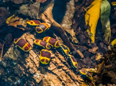 sun beetles colony on a tree branch, tropical scarab beetle specie from Africa clipart