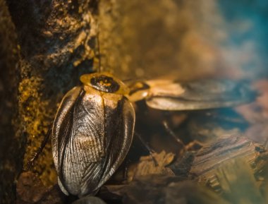 macro closeup of death's head cockroaches, popular insect specie from America clipart