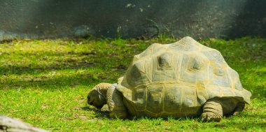 Aldabra dev kaplumbağası, dünyanın en büyük kara kaplumbağası türü, Madagaskar 'dan savunmasız durumdaki tropikal kaplumbağa türü.