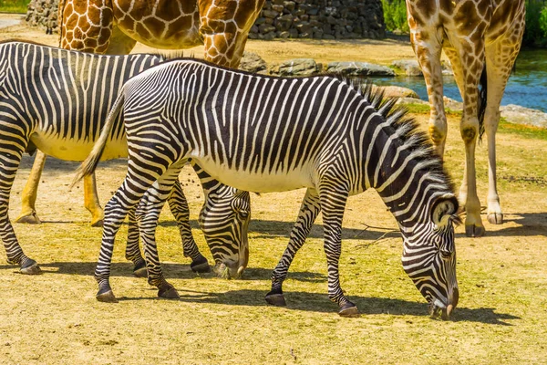 Keizerlijke zebra in close-up, Bedreigde diersoort uit Afrika, Zwart-wit gestreept wild paard — Stockfoto