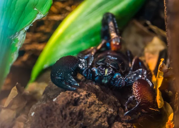 Tanzanian red clawed scorpion in closeup, beautiful tropical arthropod specie from africa — Stock Photo, Image