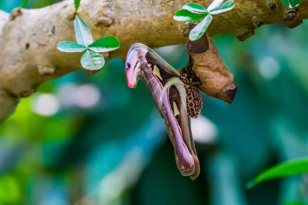 Seitenansicht einer Atlasmotte in Nahaufnahme, farbenfrohe große Insektenart aus Asien, tropisches Haustier — Stockfoto