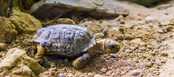 Nahaufnahme einer gesprenkelten Schildkröte, kleine Schildkrötenart aus Afrika, bedrohte tropische Tierart — Stockfoto