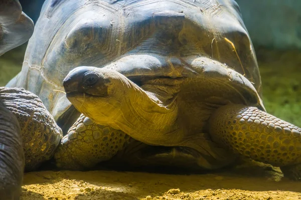 Tartaruga gigante aldabra com a cabeça em close-up, tartarugas terrestres, espécie animal vulnerável de madagascar — Fotografia de Stock