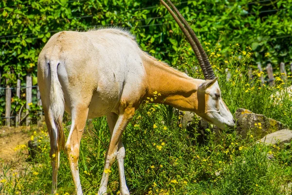 Belo retrato de uma cimitarra oryx, espécie animal que está extinta na natureza, antílope com grandes chifres — Fotografia de Stock