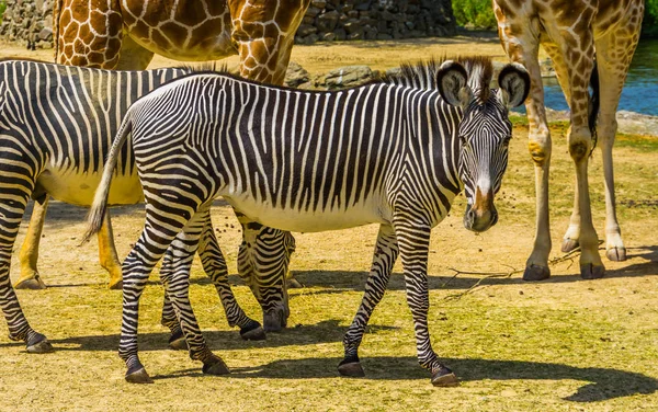 Gyönyörű portré egy császári zebra, Veszélyeztetett állatfaj Afrikából, Fekete-fehér csíkos vadló — Stock Fotó