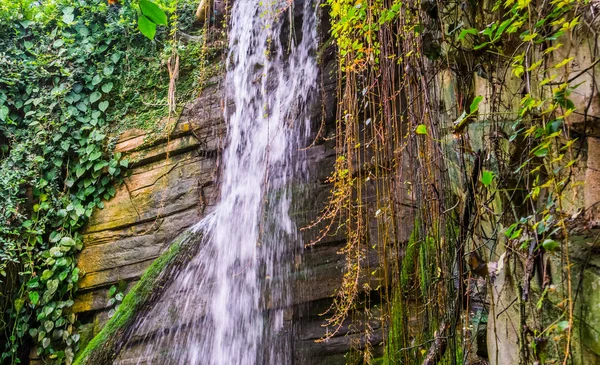 Речная вода скалы с виноградными растениями, тропические пейзажи фон — стоковое фото