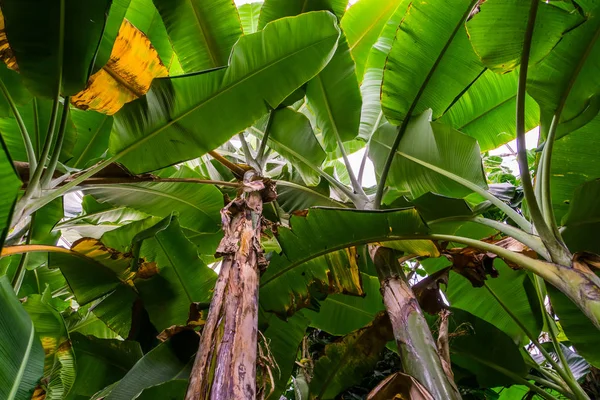 Vista del cielo de muchas plantas de plátanos, especies de plantas tropicales de Asia, naturaleza y horticultura — Foto de Stock