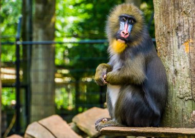 cute mandrill looking towards camera, vulnerable baboon specie from Africa clipart