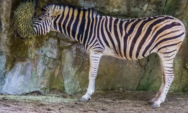 Közelkép egy zuzulandi zebra eszik széna, állatkert állat etetés, trópusi ló faj Afrikából — Stock Fotó