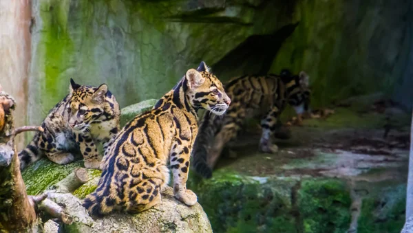 Крупный план двух материковых затуманенных леопардов, сидящих вместе на скале, и одного, идущего на заднем плане, тропических диких кошек из Гималаев Азии — стоковое фото