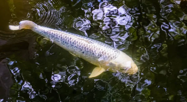 Carpa blanca nadando bajo el agua, mascotas populares para en el estanque, Especie de peces de agua dulce — Foto de Stock