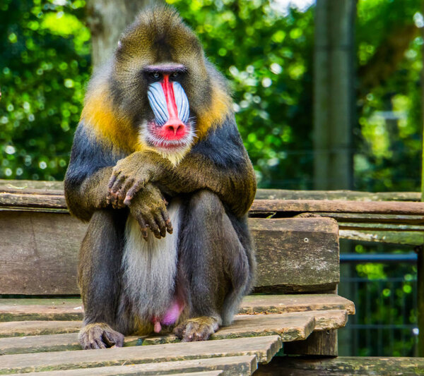 Смешной крупный план мандриля, уязвимого вида бабуина из Африки
