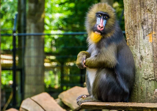 Lindo mandrill mirando hacia cámara, especie de babuino vulnerable de África — Foto de Stock