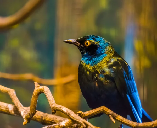 Grande étourneau à oreilles bleues en gros plan, oiseau brillant assis dans un arbre, espèce d'oiseau tropical d'Afrique — Photo