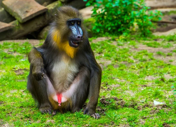 Primer plano retrato de un mandril, mostrando la cara y los genitales, especie de babuino vulnerable de África — Foto de Stock