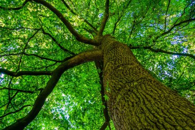 Güzel Amerikan sakız ağacı, Amerika 'dan popüler orman ağacı türü, doğa arka planı.
