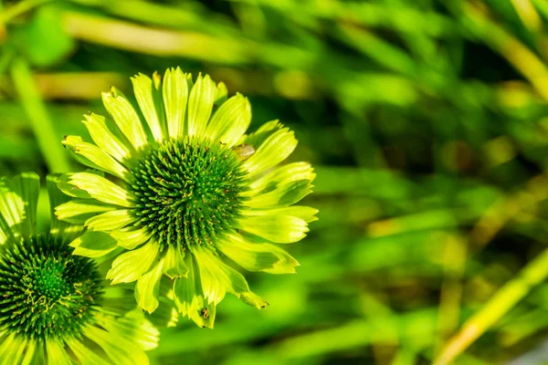 Primer plano de flores de maíz joya verde, especies de plantas cultivadas, fondo de la naturaleza — Foto de Stock