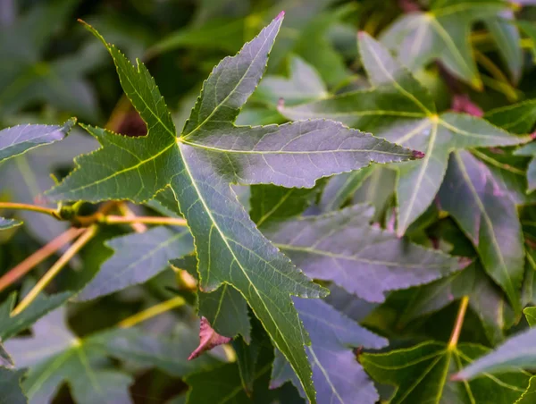 Primer plano de las hojas de un árbol de chicle americano durante la temporada de verano, especie de planta exótica de América —  Fotos de Stock