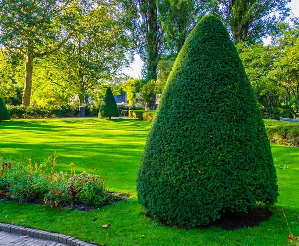 Nybeskuren barrträd i en vacker trädgård, Trädgårdsskötsel och underhåll, beskärning konst — Stockfoto