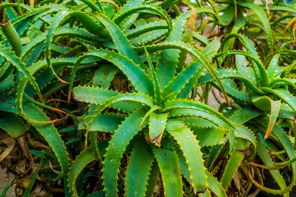 Primer plano de las plantas de aloe krantz, especie de planta cultivada popular, fondo de la naturaleza tropical — Foto de Stock
