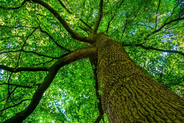 Piękne amerykańskie drzewo z gumy cukrowej, popularne gatunki drzew leśnych z Ameryki, tło natury — Zdjęcie stockowe