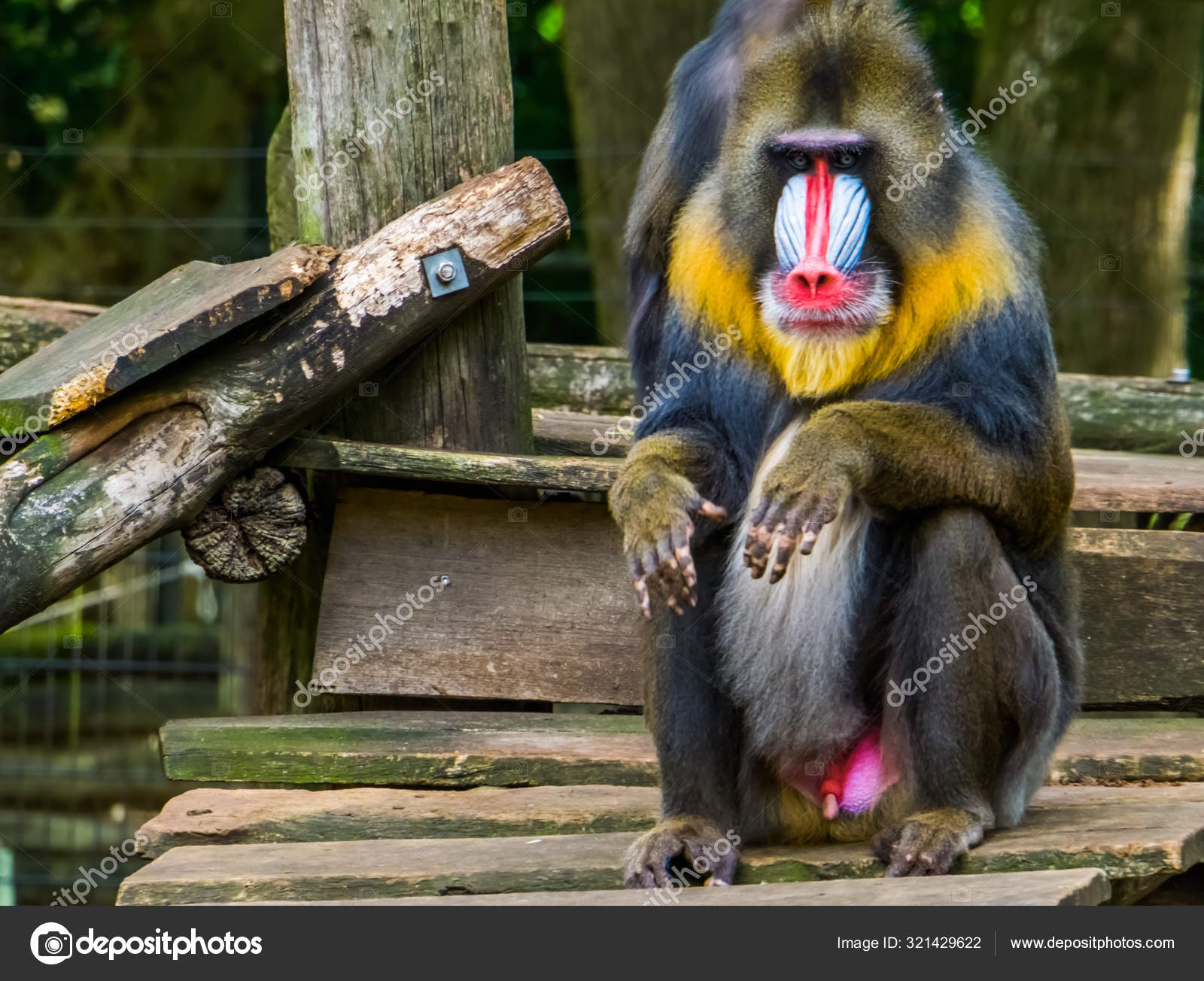 Mushuk videosida prezervativli sik