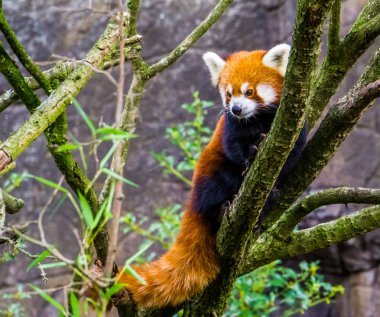 Bir ağaca tırmanan kırmızı panda Asya 'dan nesli tükenmekte olan bir hayvan türü.