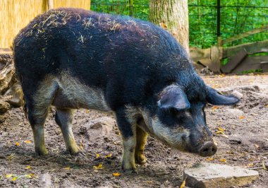 Göbekli mangalitsa domuzunu yakın plan, evcilleştirilmiş Macaristan melezi.
