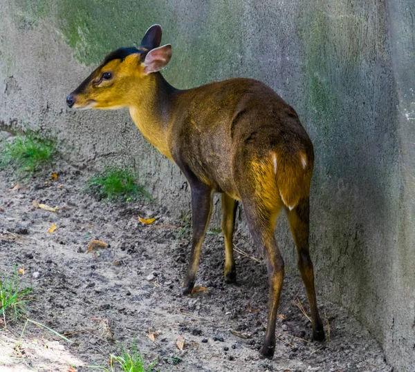 Close-up de uma fêmea muntjac chinês, Cervo latido da Ásia — Fotografia de Stock