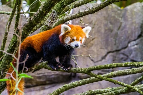Primer plano retrato de un panda rojo de pie sobre una rama de árbol, Adorable panda pequeño, Especie vulnerable de Asia —  Fotos de Stock