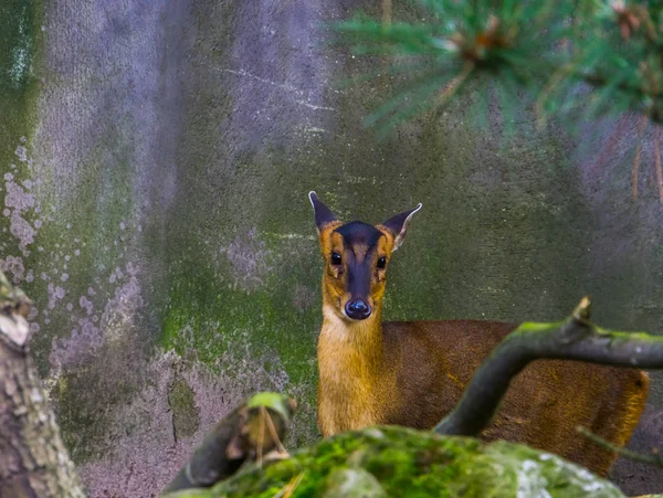 Fêmea muntjac chinês em close-up, Cervo latido da Ásia, Pequena corça — Fotografia de Stock