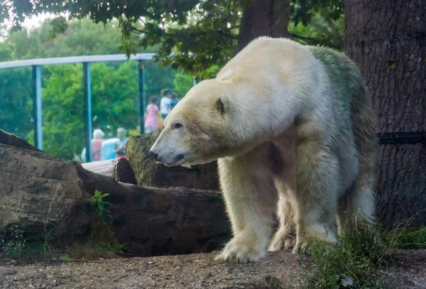 Kutup ayısına yakın çekim, popüler hayvanat bahçesi hayvanı, kutup kıyılarından ayı tayfı — Stok fotoğraf