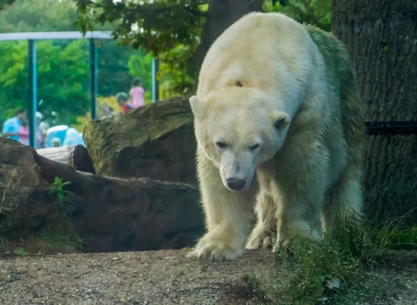 Ijsbeer in close-up, Kwetsbare diersoort van de Noordpoolkust, populaire dierentuindieren — Stockfoto