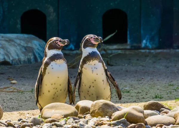 Pareja de pingüinos humboldt de pie juntos en la orilla, aves semi acuáticas, especie animal vulnerable de América del Sur —  Fotos de Stock