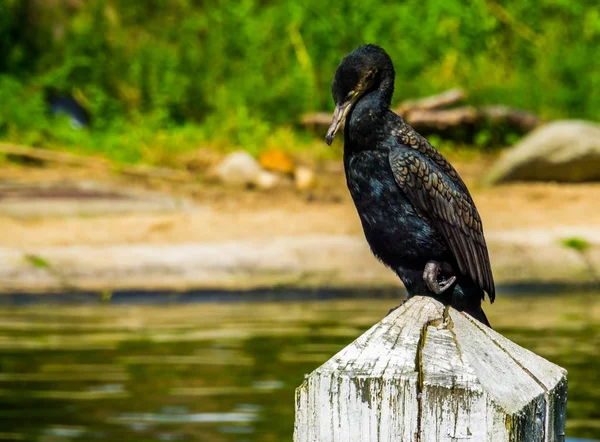 Gran cormorán sentado en un poste de madera en primer plano, especie de ave tropical de América y Europa —  Fotos de Stock
