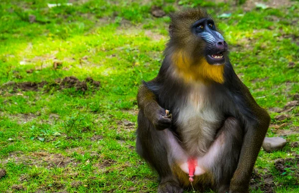 Mandrill zittend in het gras, zijn genitaliën tonend terwijl hij urineert, kwetsbare bavianensoort uit Afrika — Stockfoto