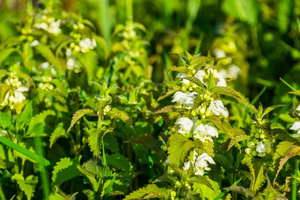 Close-up de um grande grupo de plantas brancas de urtiga morta em flor, espécie de planta selvagem comum da Eurásia — Fotografia de Stock